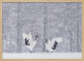 Snowy Crane Dance