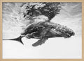 Majestic Humpback Whale