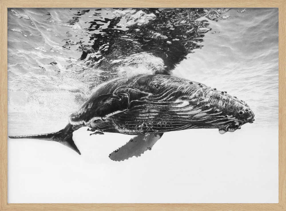 Majestic Humpback Whale Art Print UK — Portrait Calm Wall Art — Living Room — Wall It All Prints