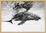 Majestic Humpback Whale