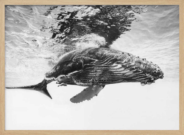 Majestic Humpback Whale Art Print UK — Portrait Calm Wall Art — Living Room — Wall It All Prints