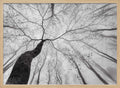 Winding Tree in Mist