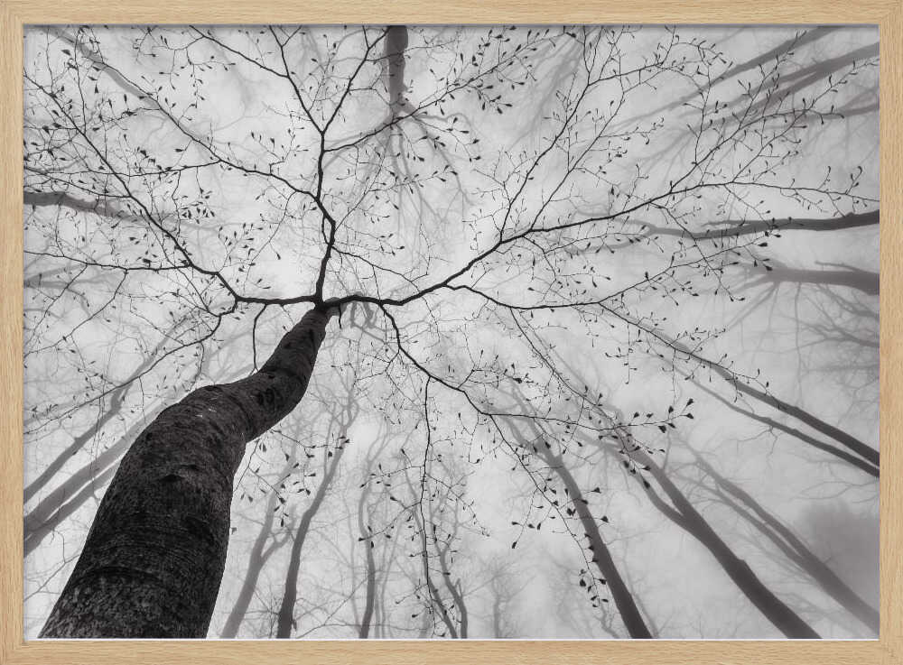 Winding Tree in Mist Art Print UK — Abstract Calm Wall Art — Office — Wall It All Prints