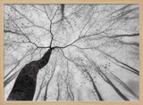 Winding Tree in Mist