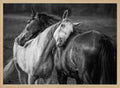 Gentle Horse Bond