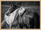 Gentle Horse Bond Art Print UK — Dark Moody Calm Wall Art — Living Room — Wall It All Prints