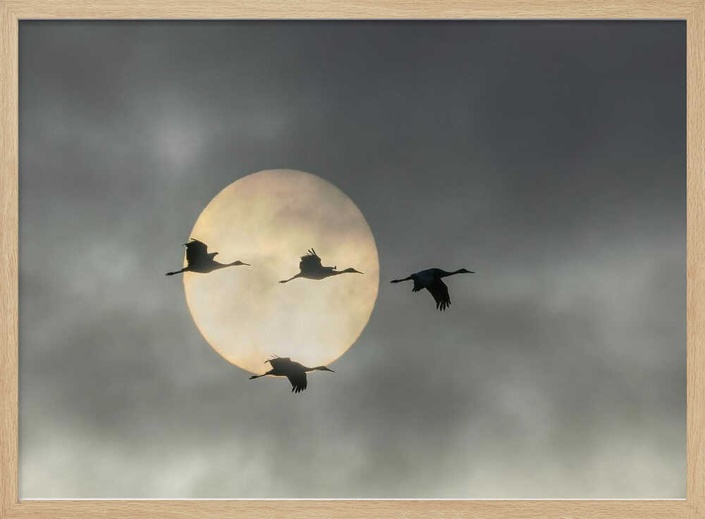 Flying Cranes Sun Art Print UK — Dark Moody Calm Wall Art — Living Room — Wall It All Prints