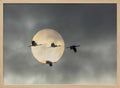 Flying Cranes Sun