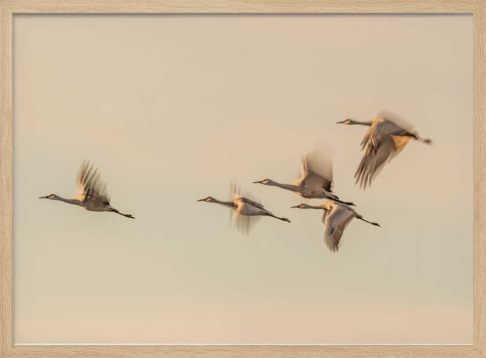 Cranes In Golden Flight Art Print UK — Animal Calm Wall Art — Living Room — Wall It All Prints