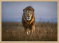 Majestic African Lion