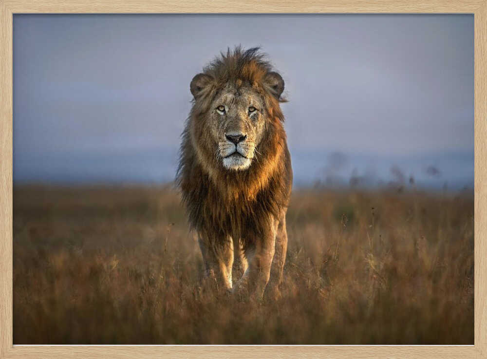 Majestic African Lion Art Print UK — Animal Warm Wall Art — Living Room — Wall It All Prints