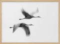 Cranes in Motion