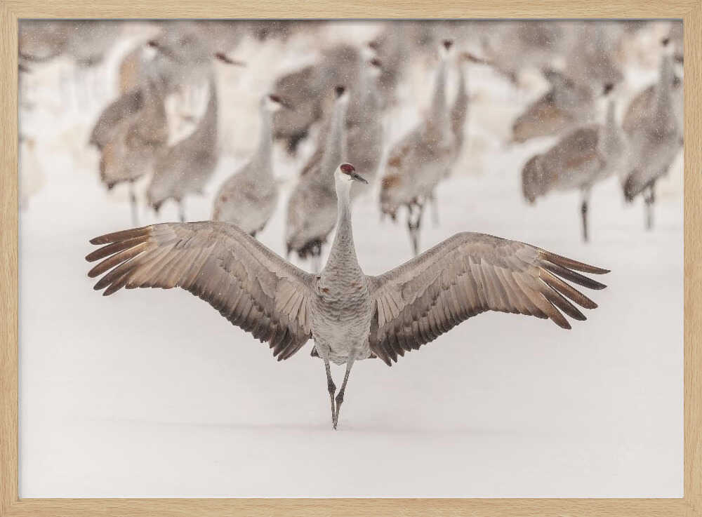 Sandhill Crane Winter Wings Art Print UK — Landscape Calm Wall Art — Living Room — Wall It All Prints