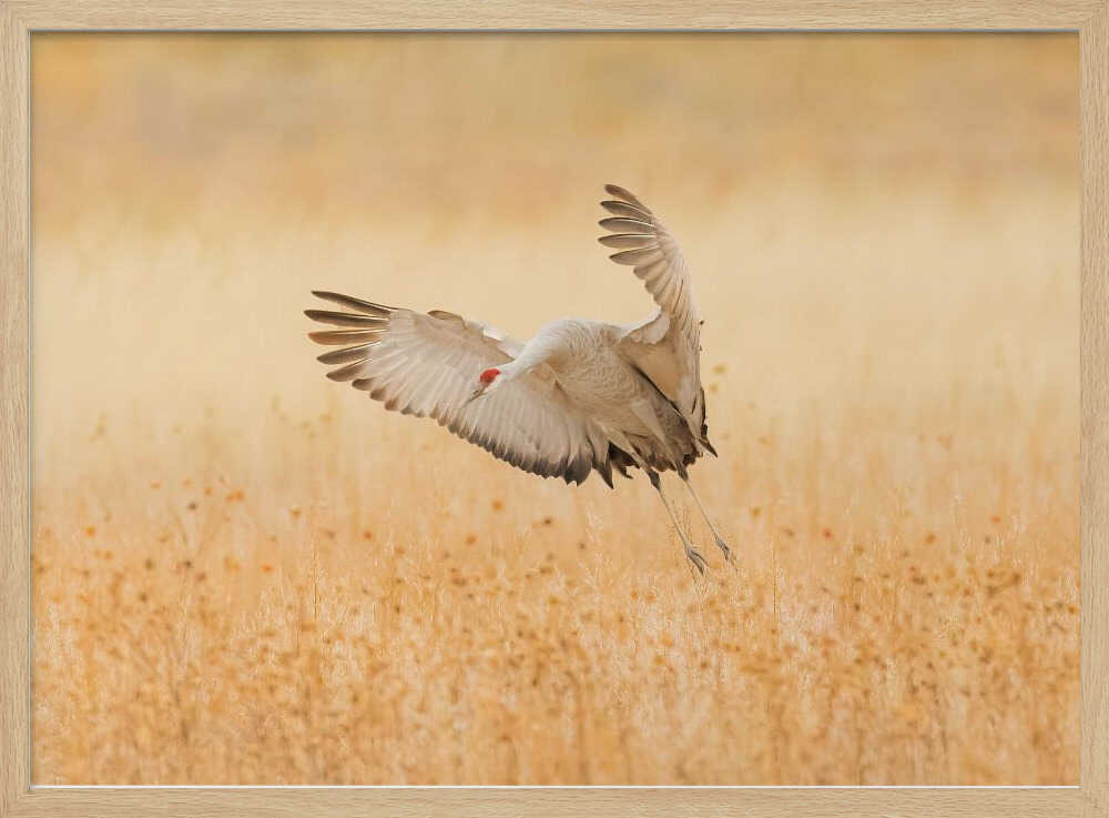 Sandhill Crane Landing Art Print UK — Animal Warm Wall Art — Living Room — Wall It All Prints