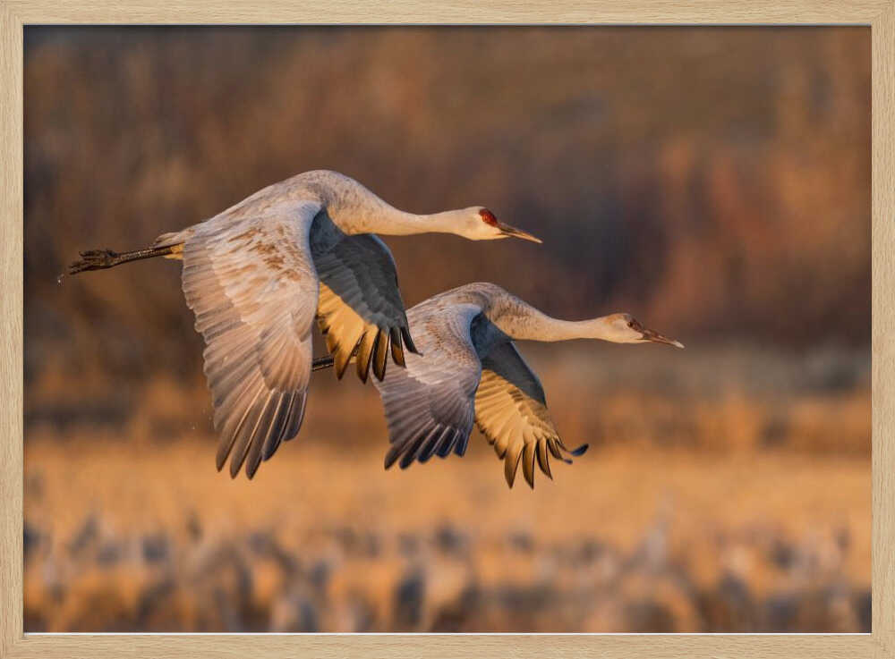 Graceful Cranes in Flight Art Print UK — Landscape Calm Wall Art — Living Room — Wall It All Prints