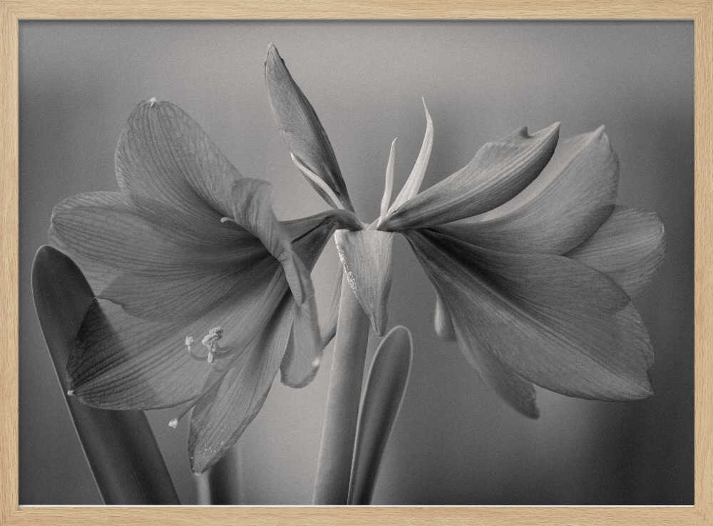Graceful Floral Duet Art Print UK — Botanical Calm Wall Art — Living Room — Wall It All Prints
