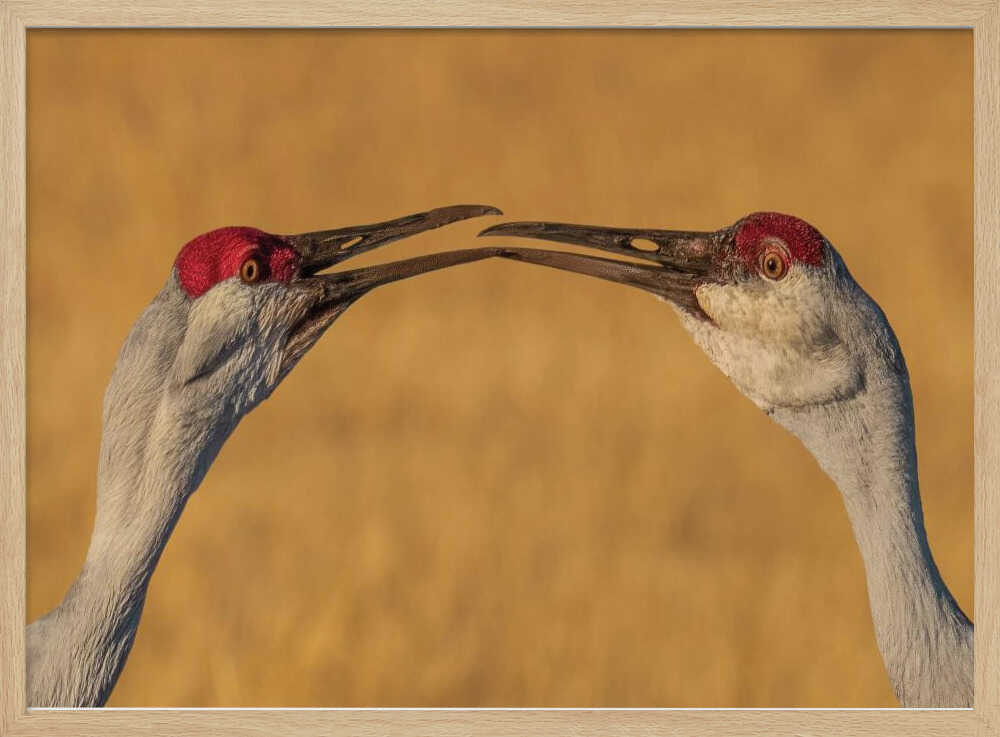 Gentle Crane Kiss Art Print UK — Animal Calm Wall Art — Living Room — Wall It All Prints
