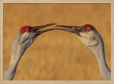 Gentle Crane Kiss Art Print UK — Animal Calm Wall Art — Living Room — Wall It All Prints