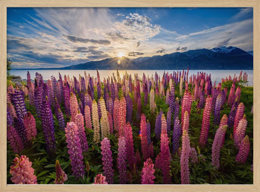 Lupine Sunset Lake Art Print UK — Botanical Vibrant Wall Art — Living Room — Wall It All Prints