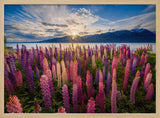 Lupine Sunset Lake Art Print UK — Botanical Vibrant Wall Art — Living Room — Wall It All Prints