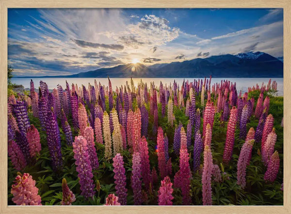 Lupine Sunset Lake Art Print UK — Botanical Vibrant Wall Art — Living Room — Wall It All Prints