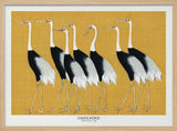 Japanese Red Crown Crane