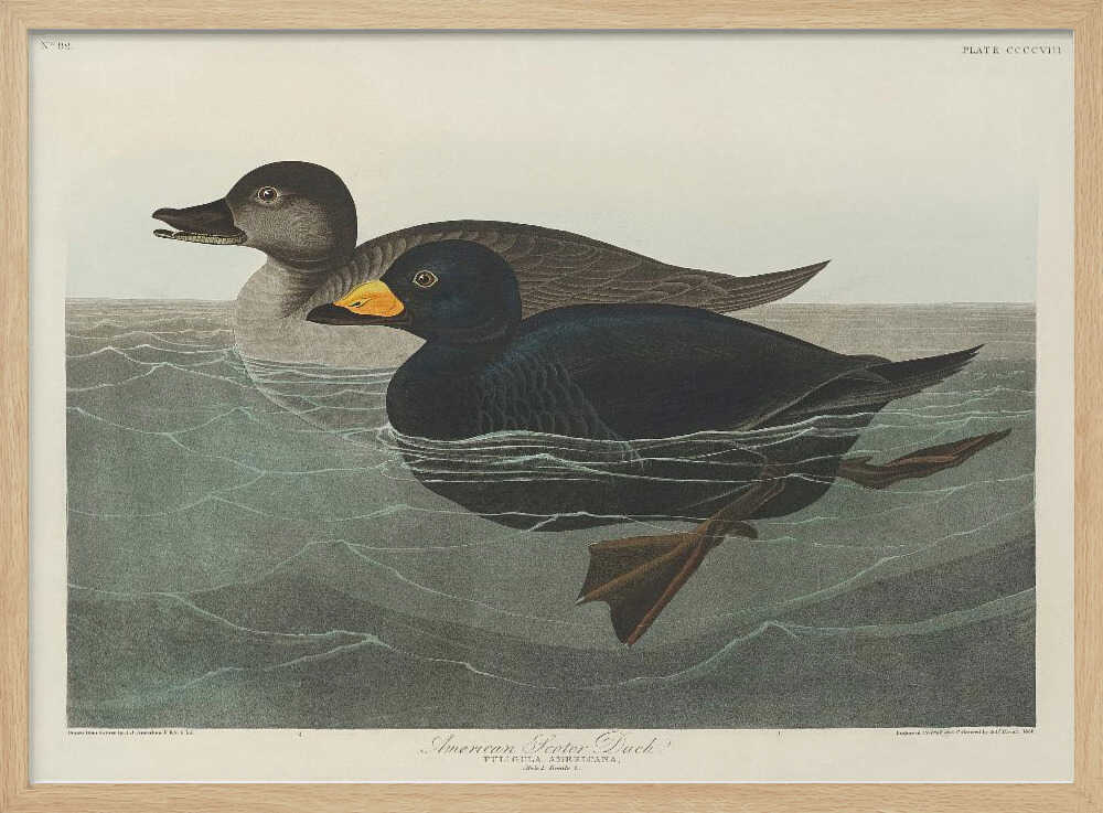 American Scoter Duck From Birds of America (1827)