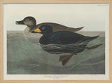 American Scoter Duck From Birds of America (1827)
