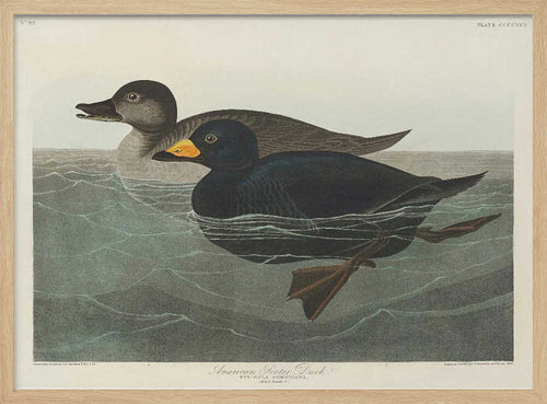 American Scoter Duck From Birds of America (1827) John James Audubon