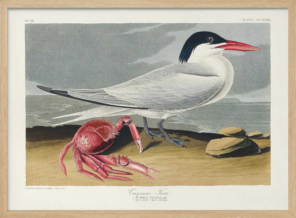 Cayenne Tern From Birds of America (1827)