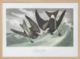 Fork Tailed Petrel From Birds of America (1827)