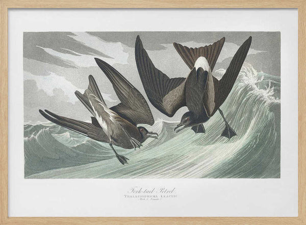 Fork Tailed Petrel From Birds of America (1827) John James Audubon