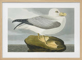Fulmar Petrel From Birds of America (1827)