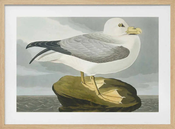 Fulmar Petrel From Birds of America (1827) John James Audubon