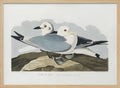 Kittiwake Gull From Birds of America (1827)