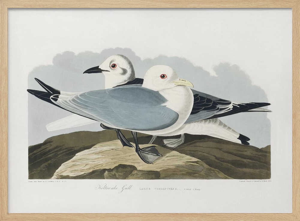 Kittiwake Gull From Birds of America (1827)