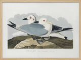 Kittiwake Gull From Birds of America (1827)