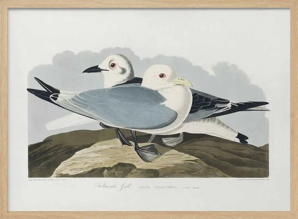 Kittiwake Gull From Birds of America (1827) John James Audubon