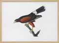 Louisiana Hawk From Birds of America (1827