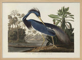 Louisiana Heron From Birds of America (1827)