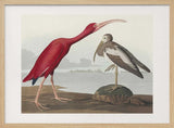 Scarlet Ibis From Birds of America (1827)