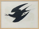 Sooty Tern From Birds of America (1827)