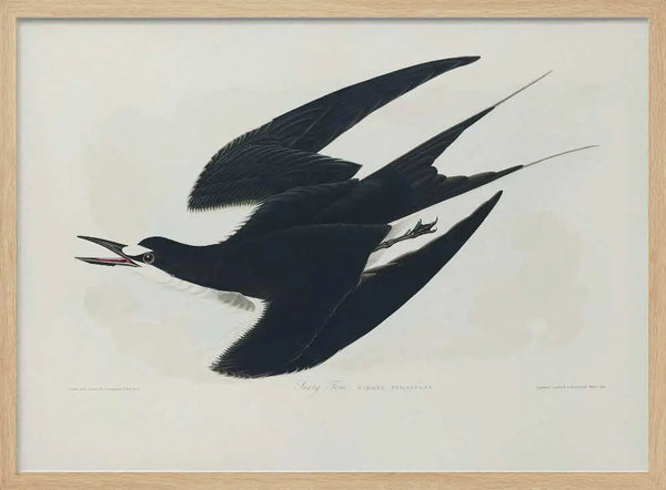 Sooty Tern From Birds of America (1827) John James Audubon