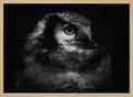 Intense Owl Gaze
