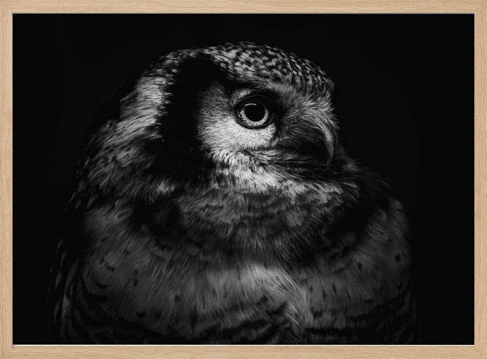 Intense Owl Gaze Art Print UK — Dark Moody Dark Wall Art — Living Room — Wall It All Prints