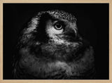 Intense Owl Gaze Art Print UK — Dark Moody Dark Wall Art — Living Room — Wall It All Prints