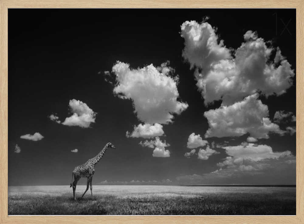 African Giraffe Sky Art Print UK — Dark Moody Calm Wall Art — Bedroom — Wall It All Prints