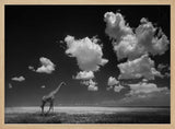 African Giraffe Sky