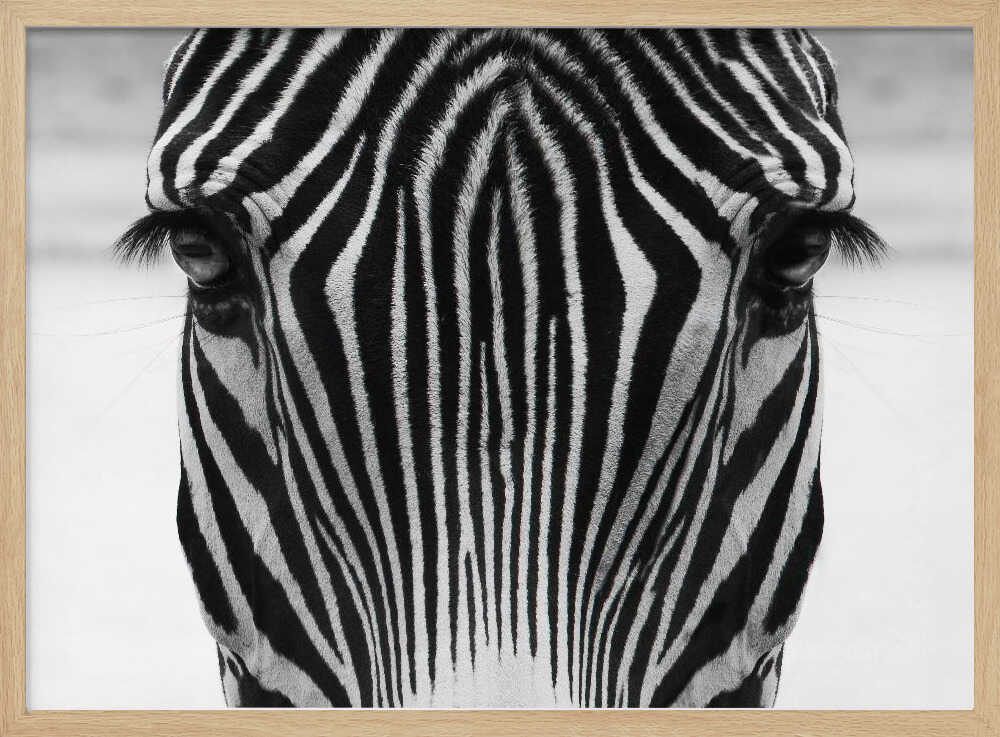 Intense Zebra Gaze Art Print UK — Botanical Dark Wall Art — Nursery — Wall It All Prints