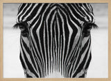 Intense Zebra Gaze